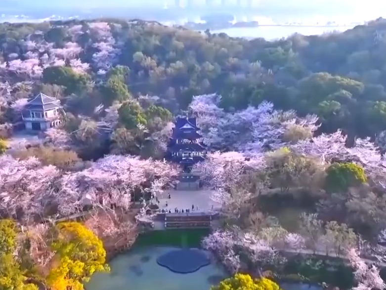 文化中国行丨二十四节气·清明 梨花风起正清明