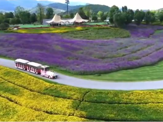 “鲜花经济”规模达千亿级 文旅融合助力乡村振兴与消费升级