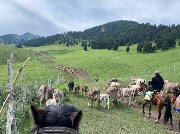 新疆是个好地方 | 踏青赏花泡温泉 来一场“疗愈式漫游”
