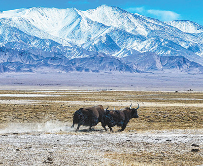 可可西里保护更有科技范儿（美丽中国）
