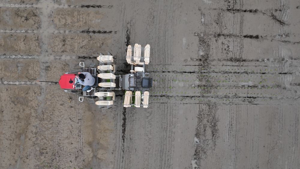 问记者·春耕速度｜1小时抛10亩秧苗，是如何做到的？