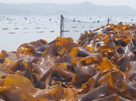 “海上田园”一派好“丰”光 特色产业“带”领群众走上增收路