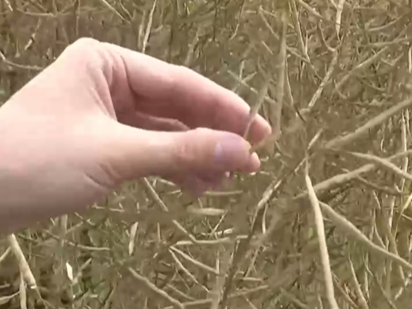 科技赋能农业生产描绘出一幅幅“数字耕作图” 希望的田野“新”潮澎湃