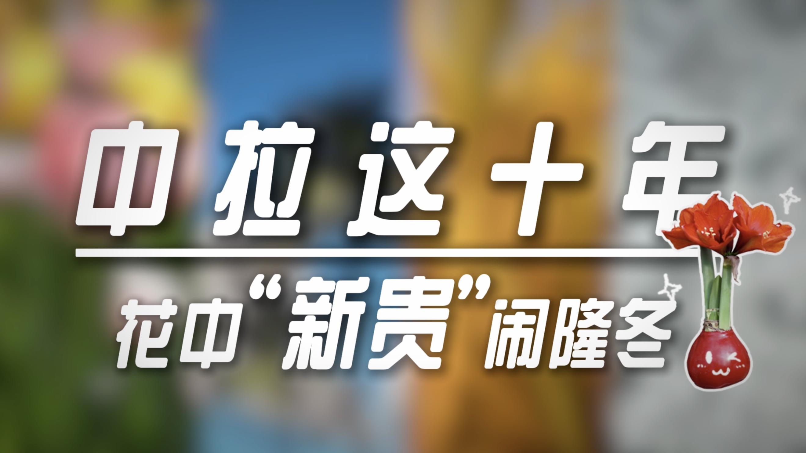中拉这十年｜花中“新贵”闹隆冬