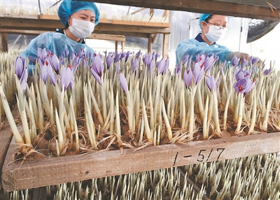 “药洲”友谊之花，香越喜马拉雅（边城见闻）