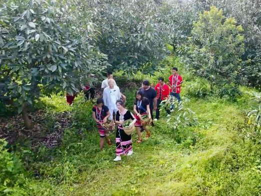 外眼看云南孟连：触摸“中国牛油果之乡”的发展故事