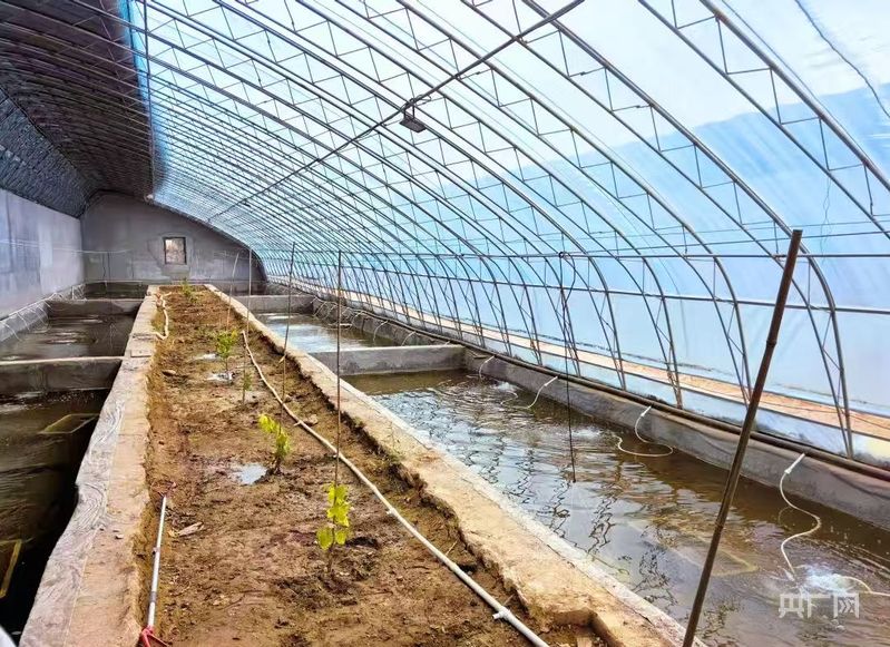 乡村振兴看内蒙古｜从“土里土气”到“虾里虾气” 一田双收模式火出圈