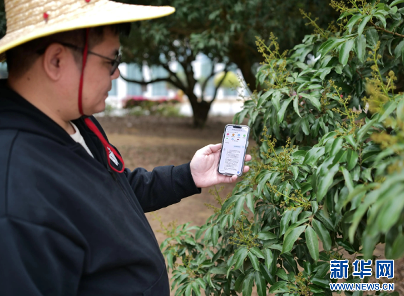 乡村振兴在行动｜荔枝树下新“三变”让岭南至味释放新甜蜜