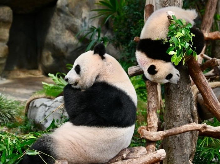 香港海洋公园为大熊猫“盈盈”“家姐”“细佬”搬新居迎宾客