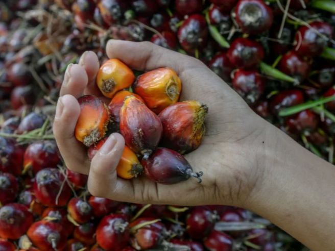 外媒：马来西亚与中国签署协议 扩大棕榈油产业合作