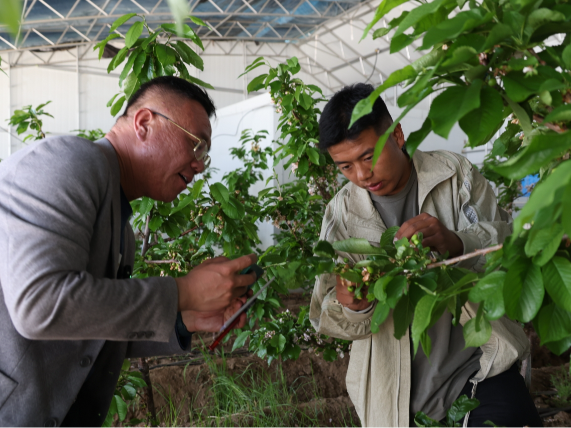 援藏结出“幸福果”