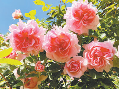 花开锦绣映京城（一朵花读懂一座城）