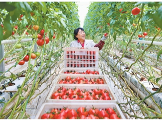 新疆农业向“新”发展