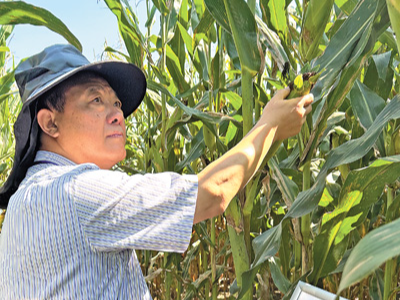 做好一穗玉米的“后半篇文章”（讲述·弘扬科学家精神）