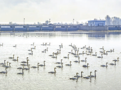 补水节水，西辽河正复苏（探访）