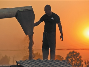 “中原粮仓”麦收过六成（三夏进行时）