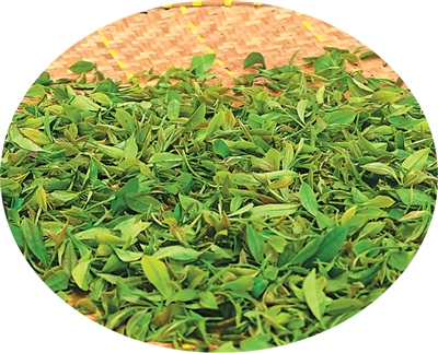 “松针”凝萃 香气清幽（我与非遗）