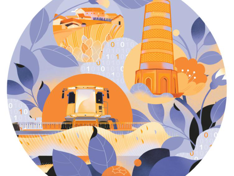 中国棉如何在乌兹别克斯坦开花结果？乌农业部长点赞背后的故事