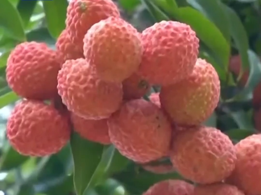 “粤”上新台阶丨水果千千万 广东人为何“独宠”荔枝？