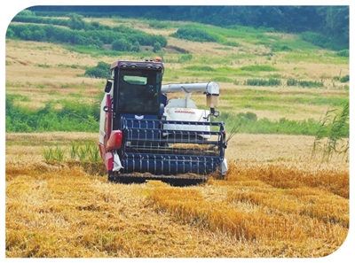 用上无人驾驶收割机，麦收效率提升七成多（经济聚焦·夏收里的“新选手”）
