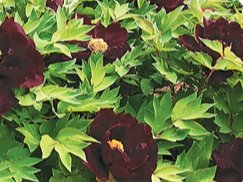 种子遨游太空 未来绽放田间