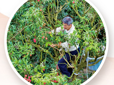 岭南荔枝北行记（经济聚焦）