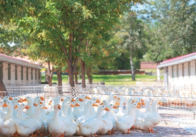 近看一只鸭子的质价比