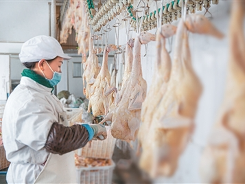 “临朐鹅肝”端上国际餐桌（尝尝“中国新特产”）