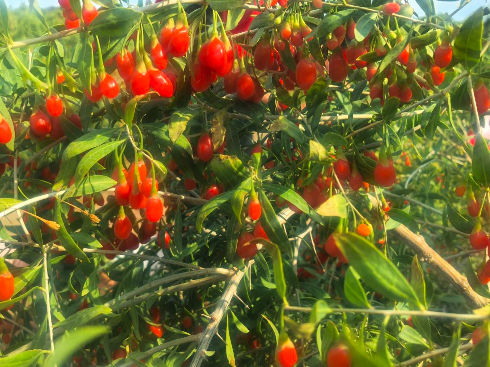 从精河到霍尔果斯——绚丽新疆释放向西开放勃勃生机