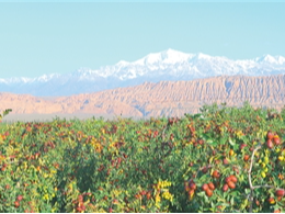 多彩温宿的日子真红火（边城记）