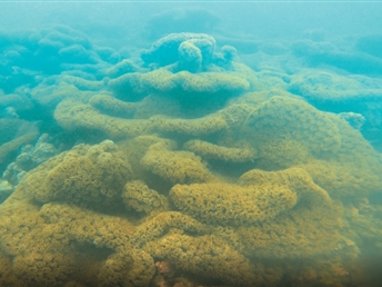 我们在海底“种”珊瑚