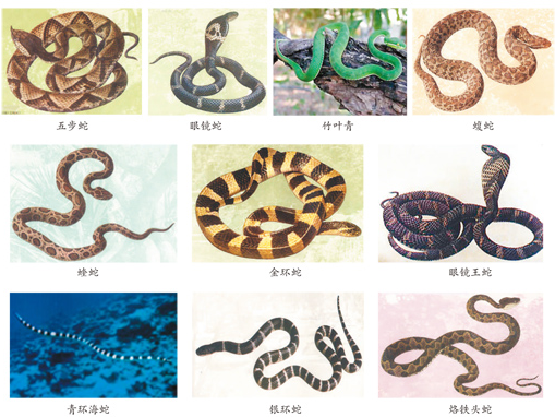 蛇咬、虫蜇……如何应对常见动物伤害？