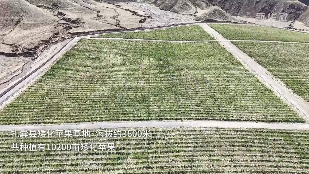 西藏自治区成立60周年·乡村振兴｜科技兴农：西藏好苹果走向世界