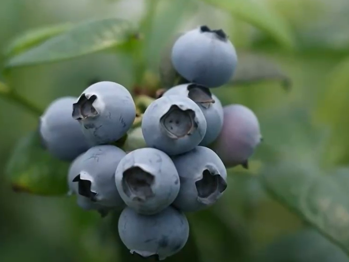 桃香满园、蓝莓压枝 麦熟时节水果也丰收 产业路宽富农家