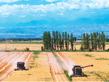 全国夏粮实现稳产丰收（锐财经）