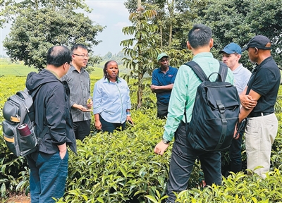 种出更香更绿的好茶（科技瞭望）
