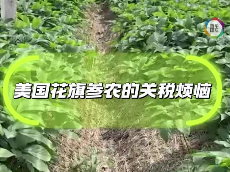 记者手记｜美国花旗参农的关税烦恼