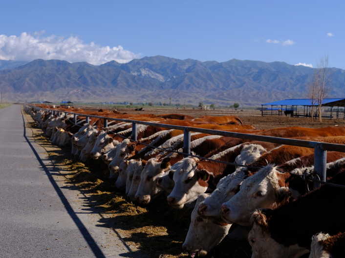 辉煌70年 奋进新征程 | 牧歌新唱