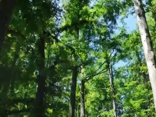 林下经济“点绿成金” “林+”模式为乡村振兴增添绿色动能