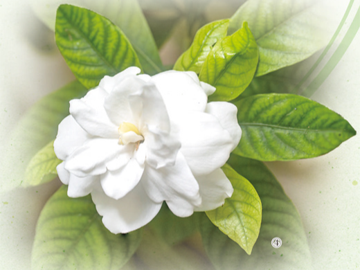 冰玉栀子满清香（一朵花读懂一座城）