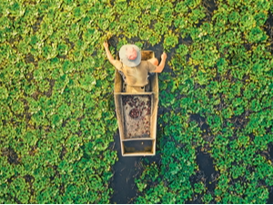 夏日采菱忙（侨乡新貌）