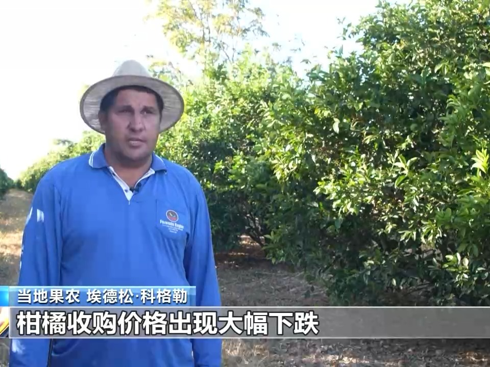 恐无奈让水果烂在树上 巴西果农忧心美加征关税冲击