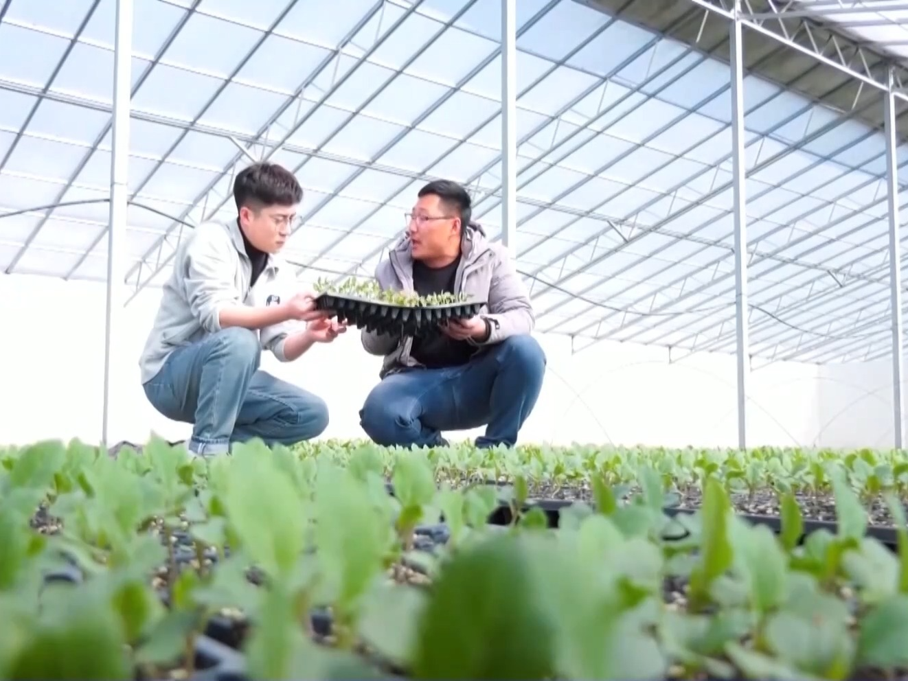 一杯奶茶如何重塑万亩良田？解码中国奶茶“地域密码”