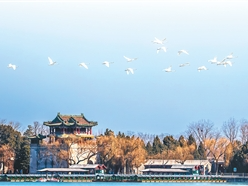 颐和园是人类的景观，也是鸟的家园