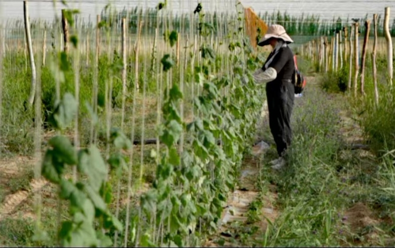 援疆风景线｜安徽援疆产业“落地生金”