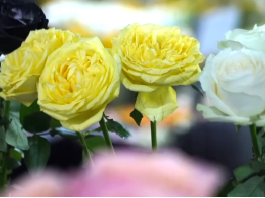 芬芳“夜经济”一路繁花燃动消费热力 定制化拍卖游客“尝尝鲜”