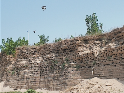 栖息环境好  崖沙燕归来（点赞新时代）