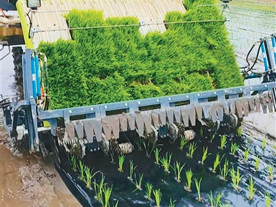 秧苗插得准，还能长得好（科技瞭望）