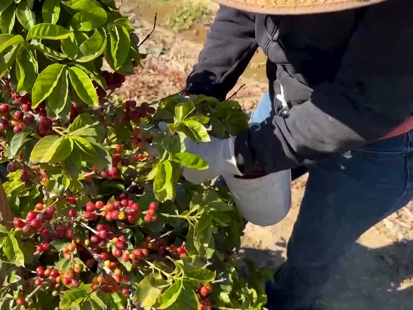 美国咖啡种植者：关税“难救”本土产业