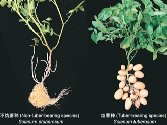 揭开马铃薯身世之谜（科技瞭望）
